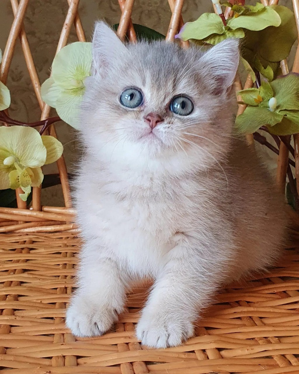 Emily female british short hair kitty cute kittens for sale